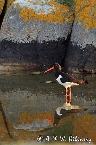 Ostrygojad zwyczajny, ostrygojad, Haematopus ostralegus, Szwecja Zachodnia, Kattegat