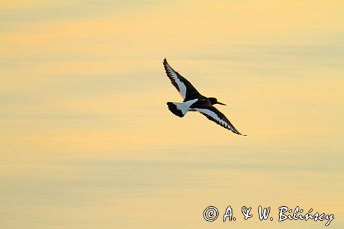 Ostrygojad zwyczajny, ostrygojad, Haematopus ostralegus