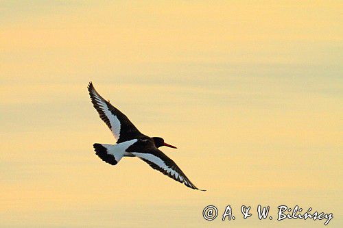 Ostrygojad zwyczajny, ostrygojad, Haematopus ostralegus