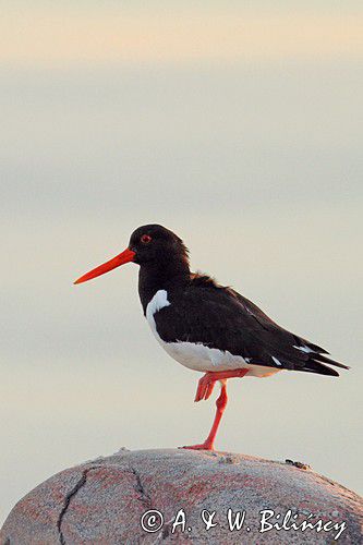 Ostrygojad zwyczajny, ostrygojad, Haematopus ostralegus, Szwecja Zachodnia, Kattegat