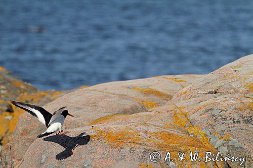 Ostrygojad zwyczajny, ostrygojad, Haematopus ostralegus, Szwecja Zachodnia, Kattegat