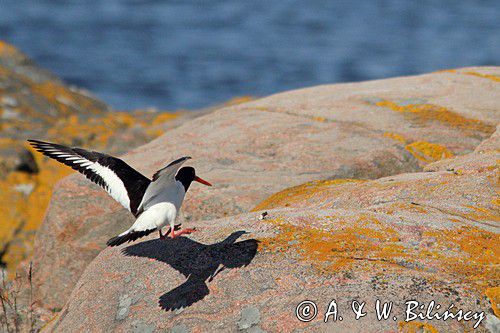 Ostrygojad zwyczajny, ostrygojad, Haematopus ostralegus, Szwecja Zachodnia, Kattegat