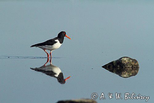 Ostrygojad zwyczajny, ostrygojad, Haematopus ostralegus, Szwecja Zachodnia, Kattegat