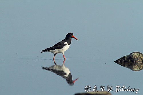Ostrygojad zwyczajny, ostrygojad, Haematopus ostralegus, Szwecja Zachodnia, Kattegat
