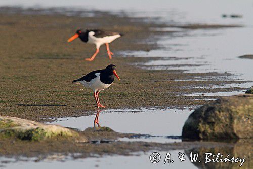 Ostrygojad zwyczajny, ostrygojad, Haematopus ostralegus, Szwecja Zachodnia, Kattegat