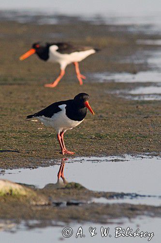Ostrygojad zwyczajny, ostrygojad, Haematopus ostralegus, Szwecja Zachodnia, Kattegat