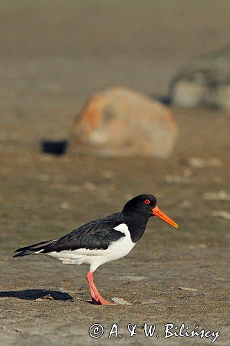 Ostrygojad zwyczajny, ostrygojad, Haematopus ostralegus, Szwecja Zachodnia, Kattegat