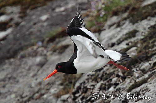 Ostrygojad zwyczajny, ostrygojad, Haematopus ostralegus, Szwecja Zachodnia, Kattegat