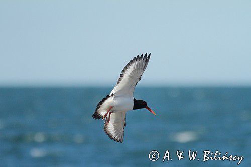 Ostrygojad zwyczajny, ostrygojad, Haematopus ostralegus, Szwecja Zachodnia, Kattegat