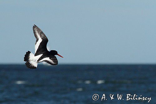 Ostrygojad zwyczajny, ostrygojad, Haematopus ostralegus, Szwecja Zachodnia, Kattegat