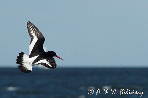 Ostrygojad zwyczajny, ostrygojad, Haematopus ostralegus, Szwecja Zachodnia, Kattegat
