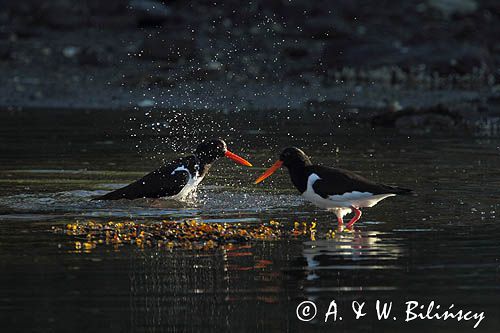 Ostrygojad zwyczajny, ostrygojad, Haematopus ostralegus, Południowa Norwegia, Skagerrak