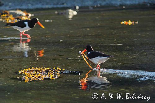 Ostrygojad zwyczajny, ostrygojad, Haematopus ostralegus, Południowa Norwegia, Skagerrak