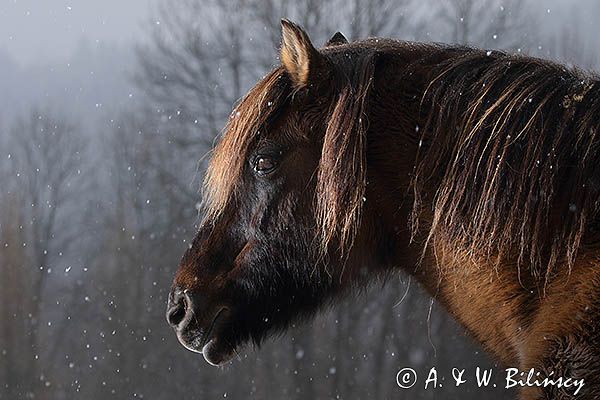 hucuł Otryt w śnieżycy, Bieszczady