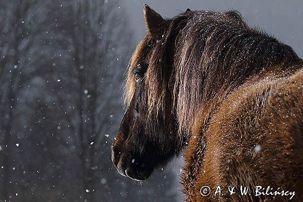 hucuł Otryt w śnieżycy, Bieszczady