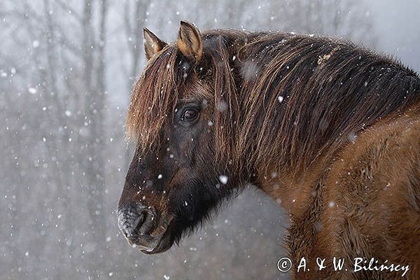 hucuł Otryt w śnieżycy, Bieszczady