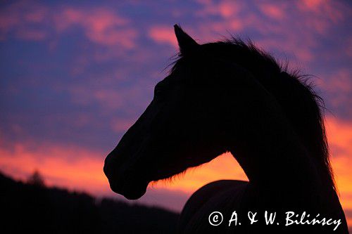 hucuł Otryt o zachodzie słońca, Bieszczady