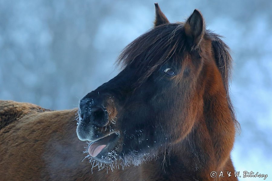 hucuł Otryt portret, Bieszczady