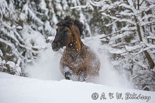 hucuł Otryt, Bieszczady