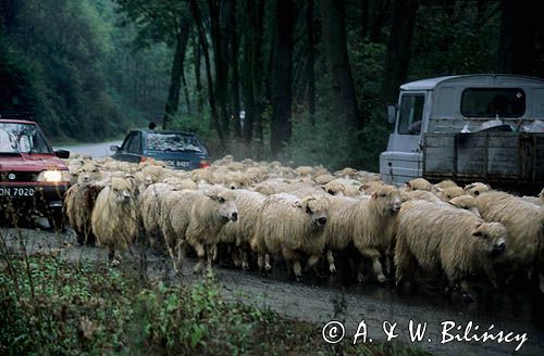 Jesienne przepędzanie owiec