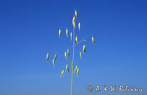 owies Avena L.)