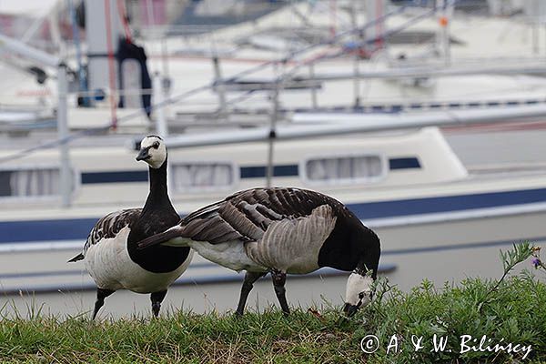 bernikle białolice, Branta leucopsis, Oxelosund, Szwecja