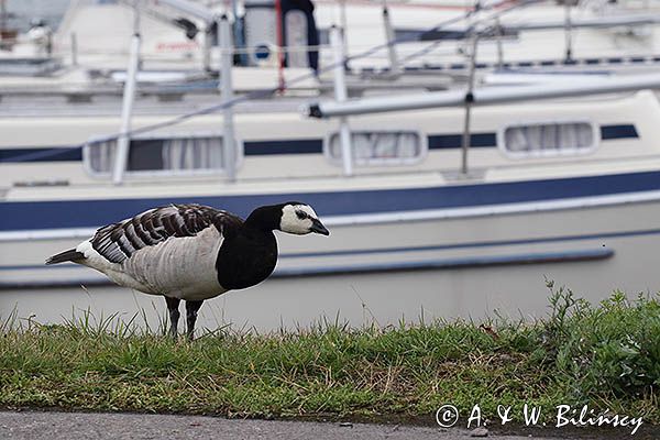 bernikle białolice, Branta leucopsis, Oxelosund, Szwecja