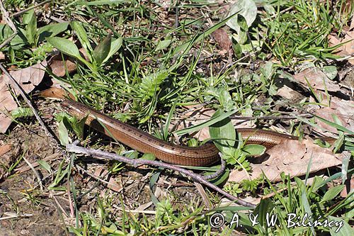 Padalec zwyczajny, Anguis fragilis