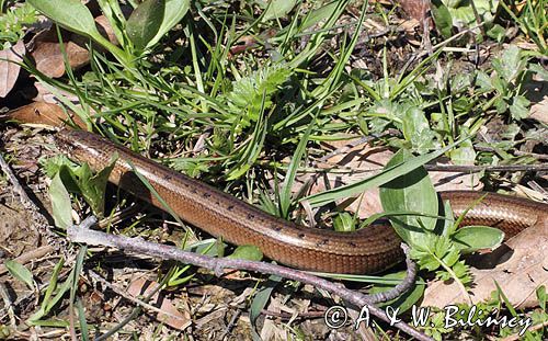 Padalec zwyczajny, Anguis fragilis