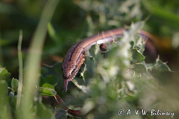 Padalec zwyczajny, Anguis fragilis