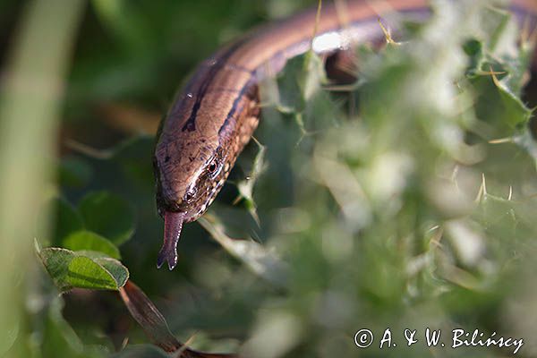 Padalec zwyczajny, Anguis fragilis