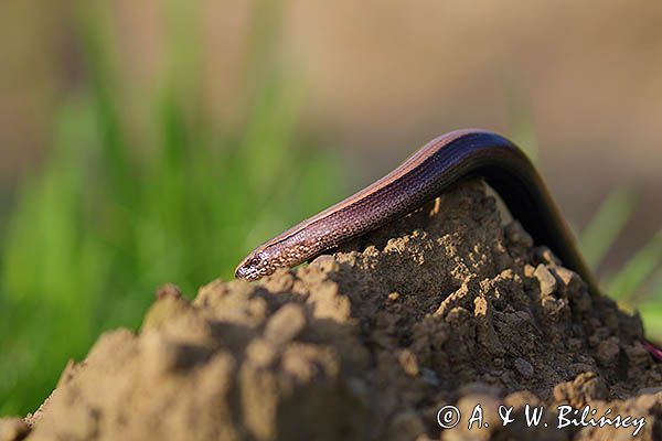 Padalec zwyczajny, Anguis fragilis