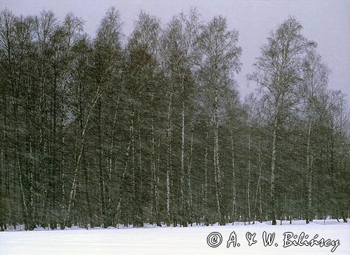 padający śnieg, zadymka