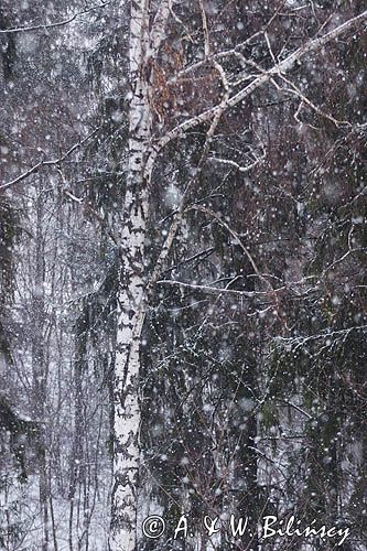 pada śnieg, brzezina