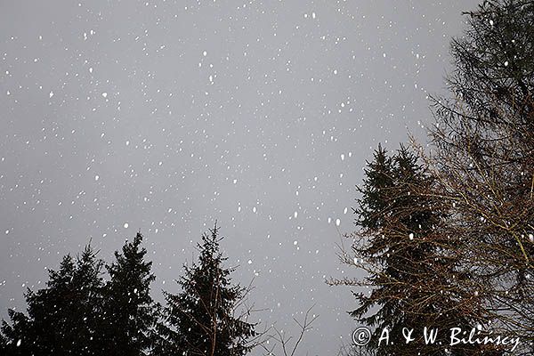 Drzewa. Pada śnieg