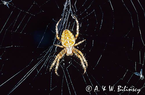 pająk krzyżak, Araneidae