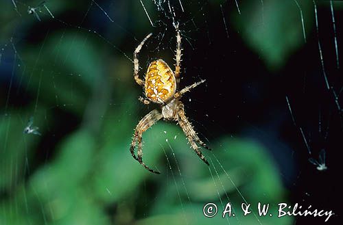 pająk krzyżak, Araneidae