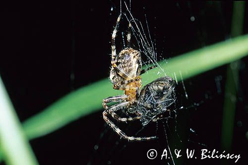 pająk krzyżak, Araneidae