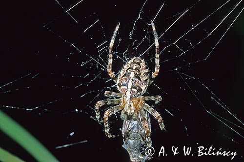 Pająk Krzyżak, Araneidae