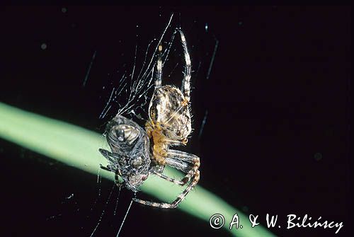 Pająk Krzyżak, Araneidae