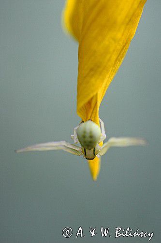 Pająk Kwietnik, Misumena vatia, Bieszczady