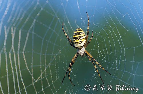 pająk tygrzyk paskowany, Argiope bruennichi