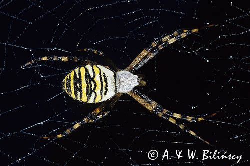 pająk tygrzyk paskowany, Argiope bruennichi