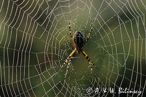 pająk tygrzyk paskowany, Argiope bruennichi