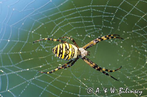 pająk tygrzyk paskowany, Argiope bruennichi