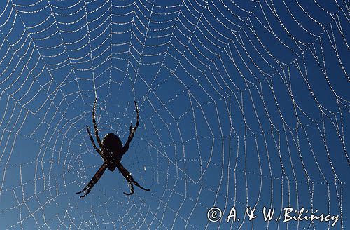 pająk tygrzyk paskowany, Argiope bruennichi