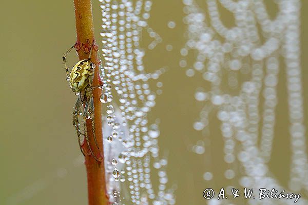 pająk tygrzyk paskowany, Argiope bruennichi