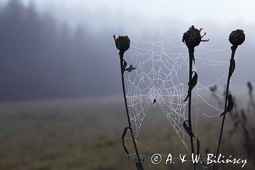 pajęczyna o świcie na łące, Bieszczady