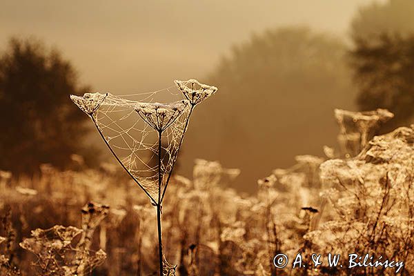 Krople rosy na pajęczynach, Pogórze Dynowskie