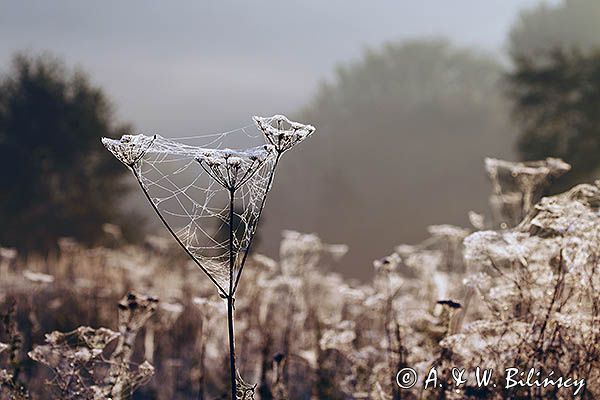 Krople rosy na pajęczynach, Pogórze Dynowskie